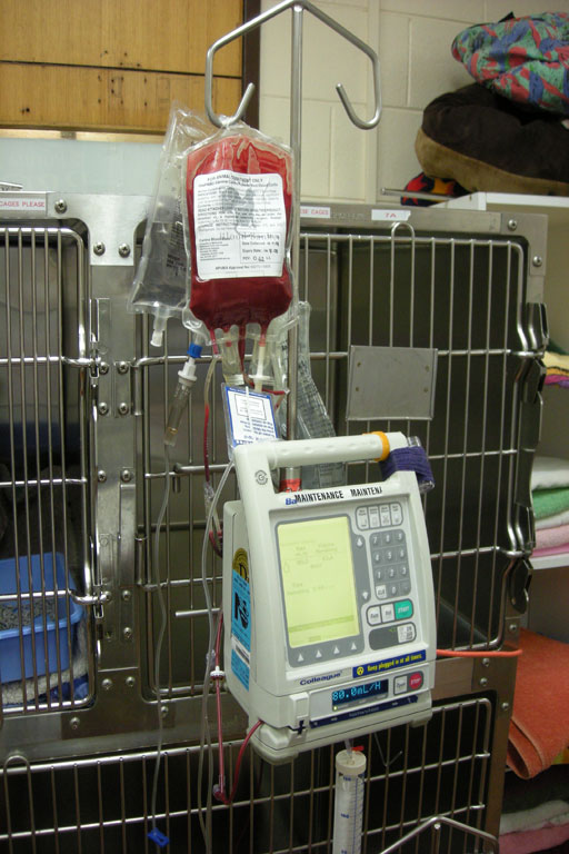 Construction of Surgical Instruments Virtual Vet Surgery